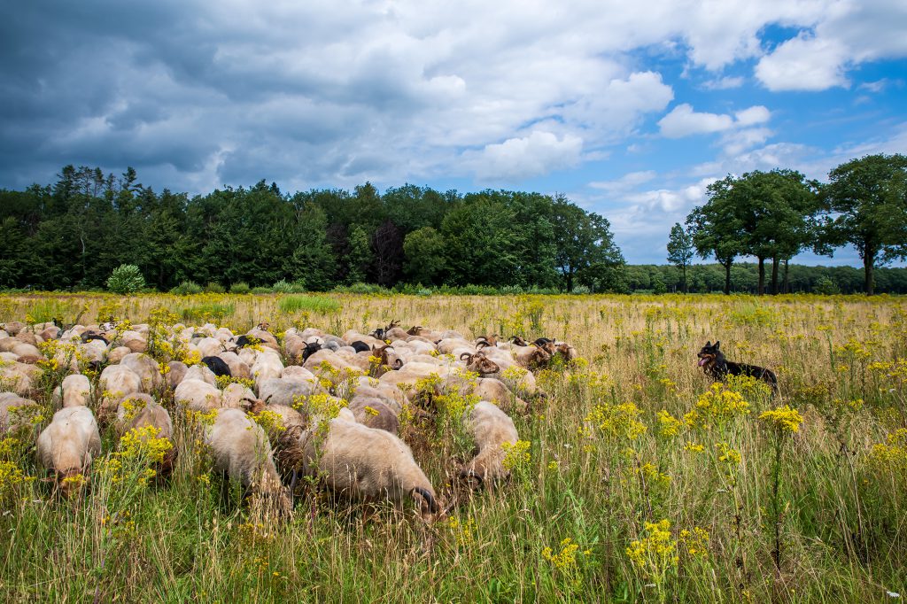 Zand en Veen fietsroute 42,7 km